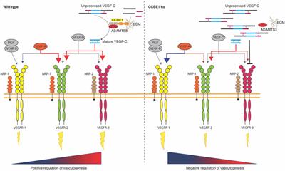 CCBE1 in Cardiac Development and Disease